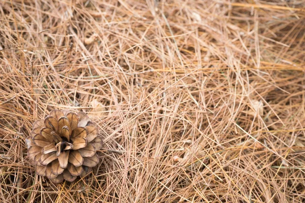 Tannenzapfen mit Kiefernblatt Hintergrund — Stockfoto