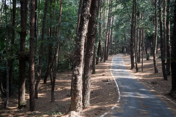 yol olsa çam ormanı