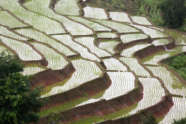 Young rice are growing in the paddy field — Stock Photo, Image