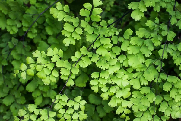 Maidenhair fern leaves — Stock Photo, Image