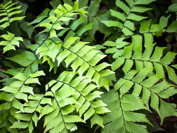 Gatunek paproci fern liść — Zdjęcie stockowe