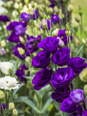 Mor lisianthus buket