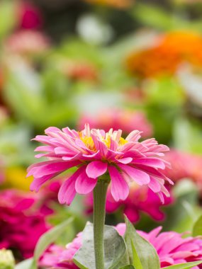 Yalnız zinnia çiçeği