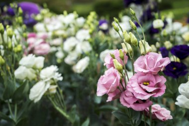 pembe lisianthus veya Eustoma çiçek buketi