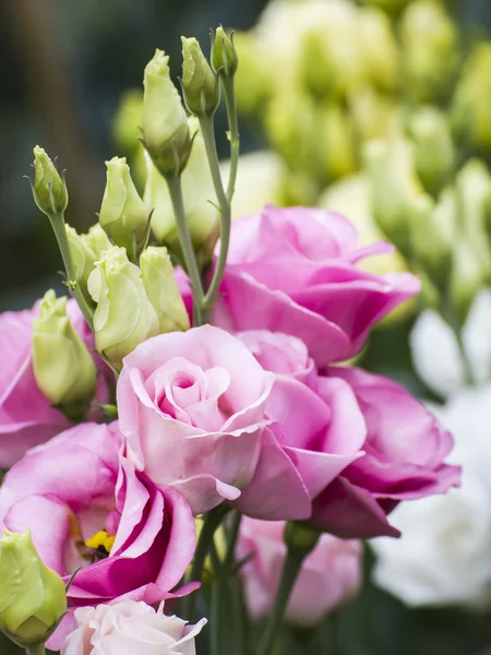 pembe lisianthus, gül gibi çiçek