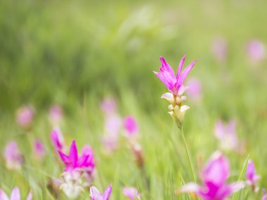 Curcuma çiçek veya Siam Lale