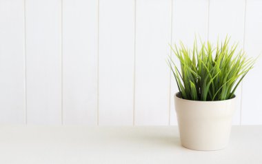 dekorasyon için yeşil yaprakları