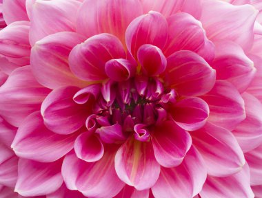 Dahlia pembe yaprakları ile