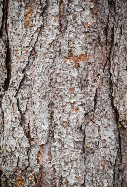 Çam ağacı kabuğu