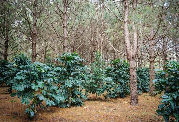 La plantación de café —  Fotos de Stock