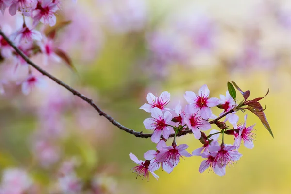 Spring cherry blossom — Stock Photo, Image