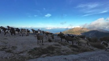 Bir keçi sürüsü dağın tepesinde otluyor..