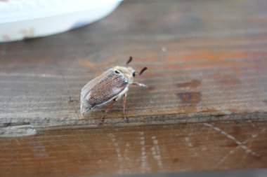 Masanın üstünde sürünerek chafer
