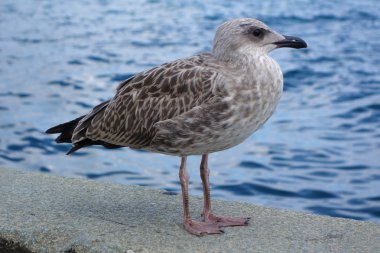 Yalta Crimea'da set of parapetin üzerinde martı duruyor.