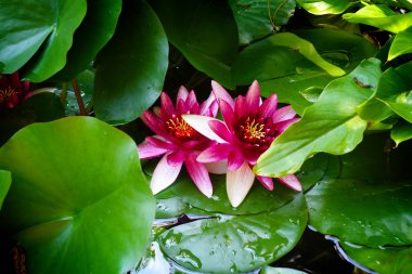 Nilüferler Crimea'da Yalta botanik bahçe içinde.