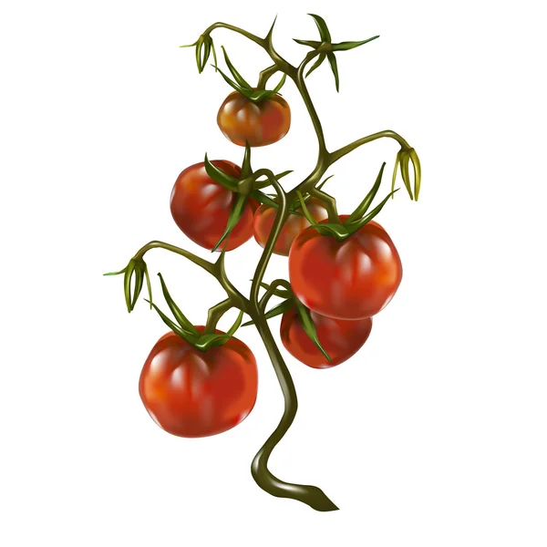 Tomate rojo maduro arbusto — Vector de stock