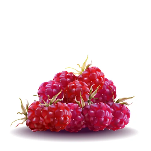 Raspberry matang adalah lezat - Stok Vektor