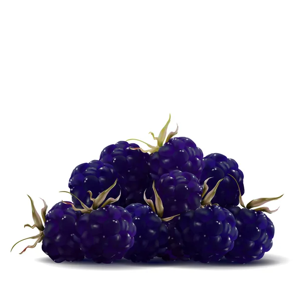 Ripe blackberries is delicious — Stock Vector