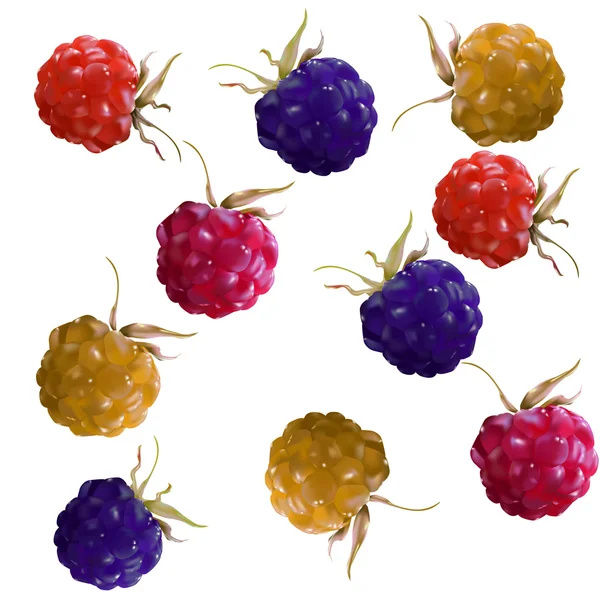 Framboises et mûres sur un blanc — Image vectorielle