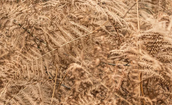 Groen takken em het bos — Fotografia de Stock