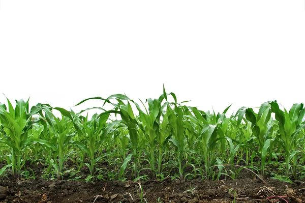 Büyüyen yeşil bir mısır tarlası