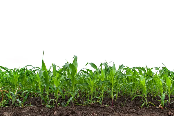 Büyüyen yeşil bir mısır tarlası