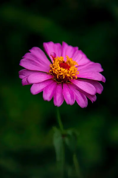 pembe zinnia çiçeği doğa arka plan üzerinde Kapat