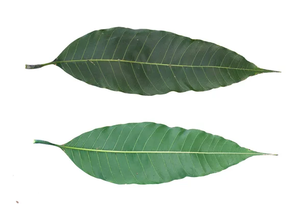 Beyaz arkaplanda mango yaprağı