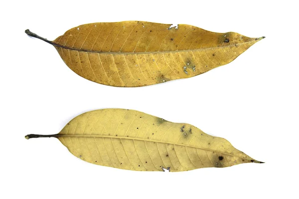 Beyaz arkaplanda mango yaprağı