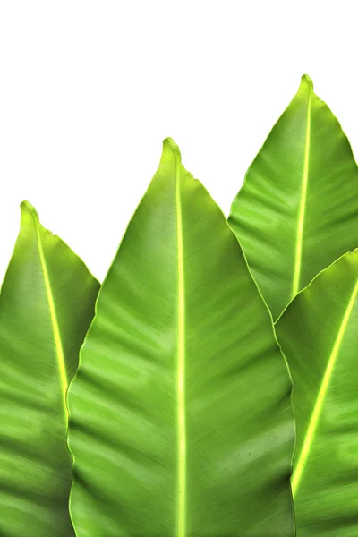 Beyaz arkaplanda yaprak