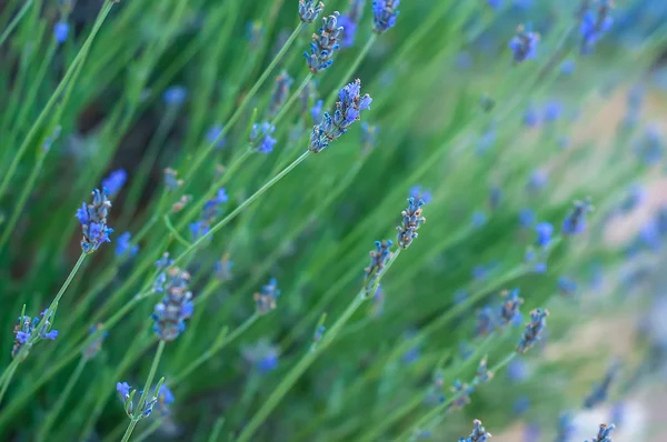 Lavanda Flores Roxo Natureza — Fotografia de Stock