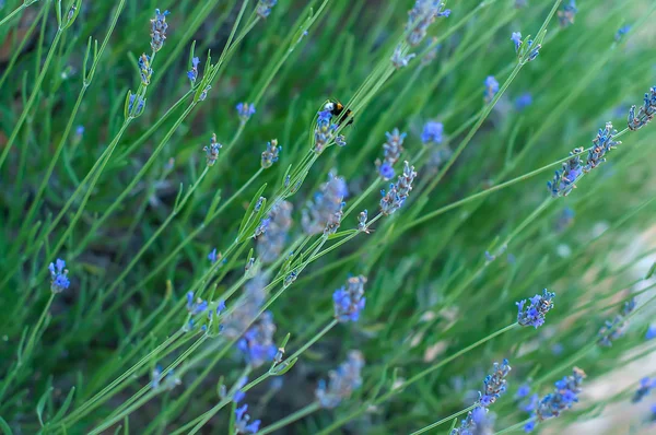 Fleurs de lavande Violet Nature — Photo