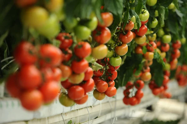 トマト養液栽培温室 — ストック写真
