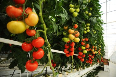 Hydroponic domates sera