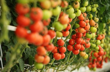 Hydroponic domates sera
