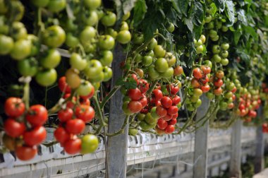 Hydroponic domates sera