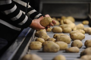 Patates satırı sıralama