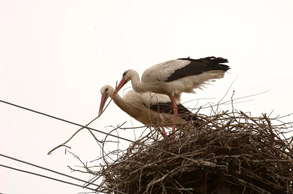 自分たちの巣でコウノトリのカップル — ストック写真