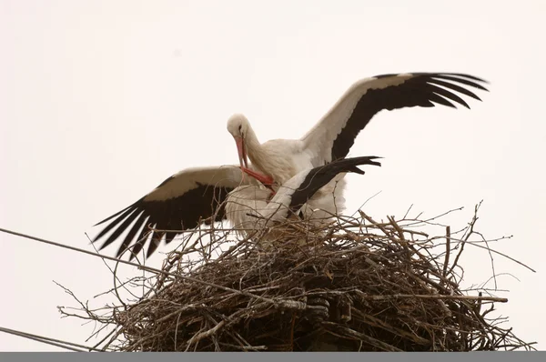 Un par de cigüeñas en su nido — Foto de Stock