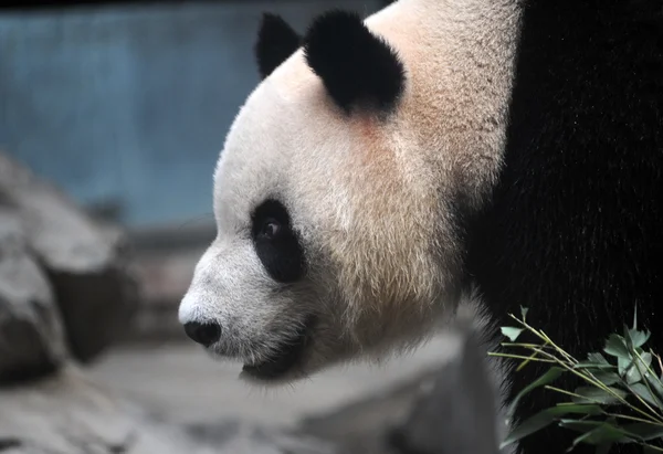 Szoros lövés egy aranyos panda medve — Stock Fotó