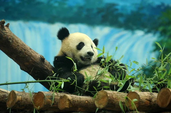 Nauwe shot van een leuke panda bear — Stockfoto