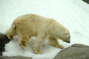 Profil sahibi büyük bir kutup ayısı