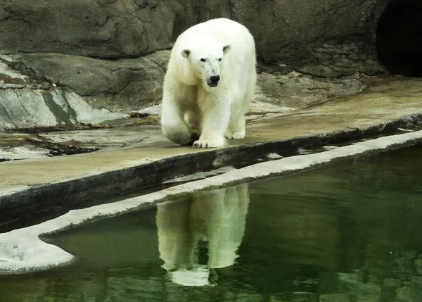 Profiel van:: een grote ijsbeer — Stockfoto