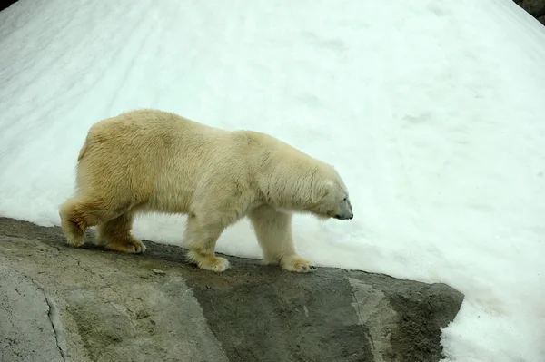 Profiel van:: een grote ijsbeer — Stockfoto
