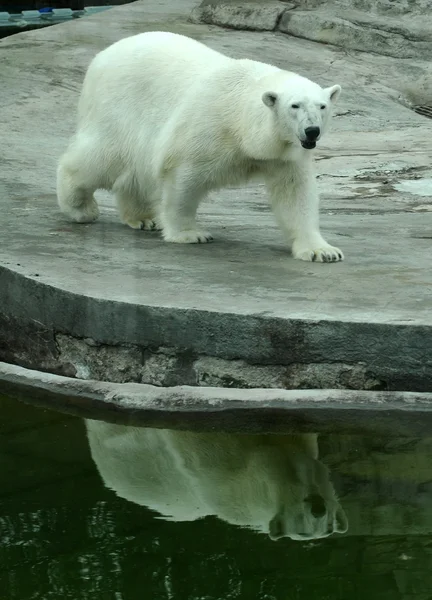 Profil eines großen Eisbären Stockbild