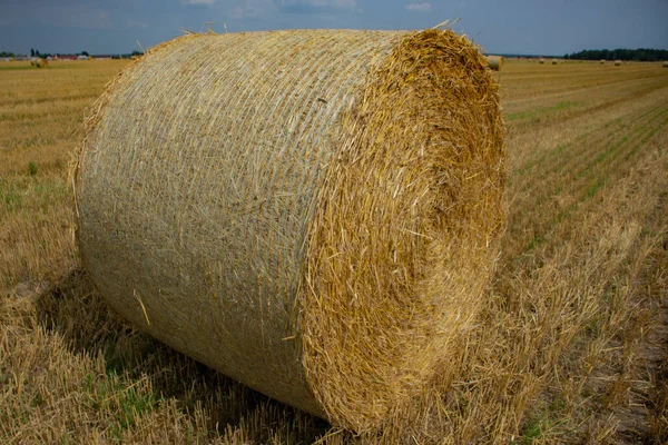 Haystacks Samlas Från Fältet Sommaren Mot Bakgrund Himlen Med Moln — Stockfoto