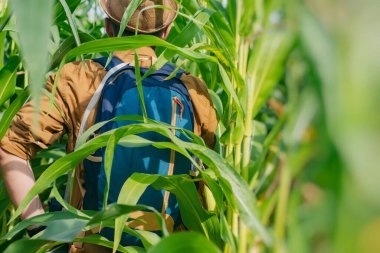 Erkek turist bir sırt çantasıyla mısır tarlasında yürüyor. Turizm konsepti