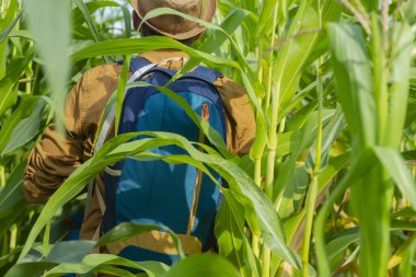 Erkek turist bir sırt çantasıyla mısır tarlasında yürüyor. Turizm konsepti