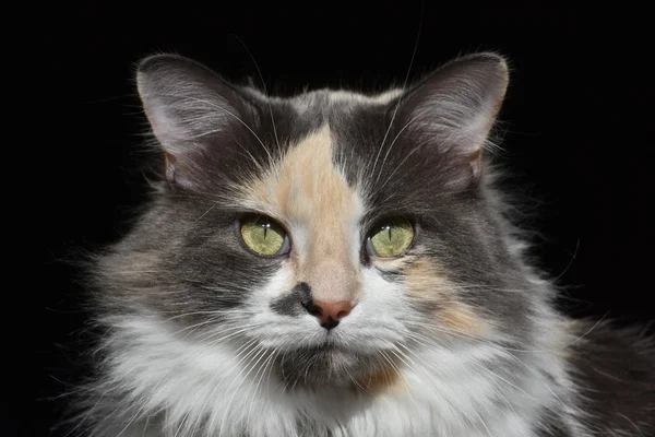 Portrait exotique de chat — Photo