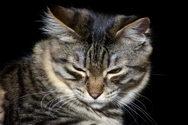 Retrato de gato exótico — Fotografia de Stock